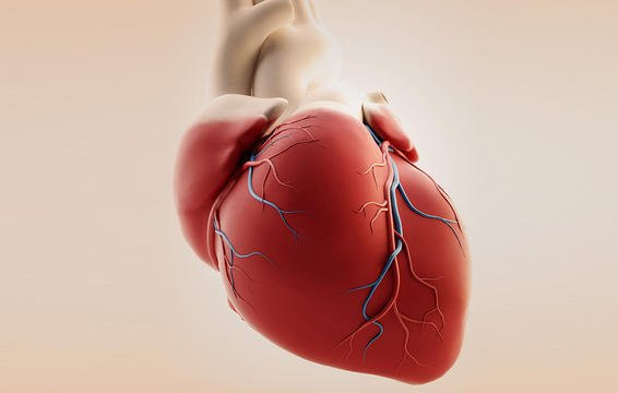 Nguy cơ mắc ung thư của bạn giảm nhưng nguy cơ bệnh tim mạch lại tăng: Các nghiên cứu chỉ ra rằng, việc sử dụng rượu thường xuyên có liên quan đến tăng nguy cơ ung thư miệng, gan, ruột kết và trực tràng. Mặt khác, uống rượu ở mức độ vừa phải có thể làm giảm tỷ lệ mắc bệnh tim. Nhiều nghiên cứu cho thấy, những người uống rượu bia đều đặn ở mức độ nhẹ, nguy cơ đột quỵ, tiểu đường và tử vong có thể tăng khi họ ngưng uống chúng.
