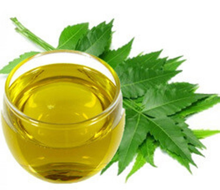 Cây neem là loài cây được trồng phổ biến ở Ấn Độ với đặc điểm có thể chịu nhiệt khá tốt nên thường phát triển trên những khu vực có khí hậu nóng. Tinh dầu lá neem nguyên chất được chiết xuất từ cây neem, có khả năng trị mụn, làm đẹp và mềm mịn da cho chị em phụ nữ. Ngoài ra, nó có thể chữa một số bệnh và còn những công dụng hữu ích khác. Ảnh: Boldsky.