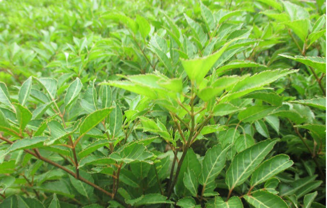 Tăng sức đề kháng cho cơ thể: Trong rễ đinh lăng có chứa saponin có tác dụng như nhân sâm, nhiều sinh tố B1, ngoài ra rễ còn chứa 13 loại axit amin cần thiết cho cơ thể, nhờ đó đinh lăng còn giúp tăng trí nhớ, tăng sức đề kháng cho cơ thể. Ảnh: ihuongdan.