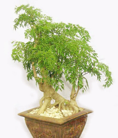 Chữa lành vết thương: Với những vết thương ngoài da, chỉ cần giã nát một ít lá đinh lăng đã rửa sạch rồi đắp lên vết thương, sẽ nhanh chóng cầm máu và giúp vết thương mau lành. Ảnh: VTC.