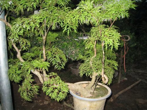 Bệnh thận: Những người mắc bệnh thận nên uống nước ép lá đinh lăng mỗi ngày giúp lọc thận hiệu quả. Phần lớn củ đinh lăng có nhiều lợi ích nhất. Những người mắc bệnh thận nên uống nước ép lá đinh lăng mỗi ngày giúp lọc thận hiệu quả. Ảnh: Gia đình.