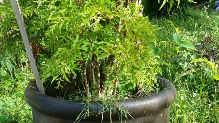 Lá của cây đinh lăng thường được dùng dưới dạng thuốc sắc, rượu ngâm hoặc bột khô để chữa chứng ho, đau tức vú, tắc tia sữa, làm lợi sữa, chữa kiết lỵ và làm thuốc tăng lực, chữa chứng suy nhược cơ thể… Ảnh: ihuongdan.
