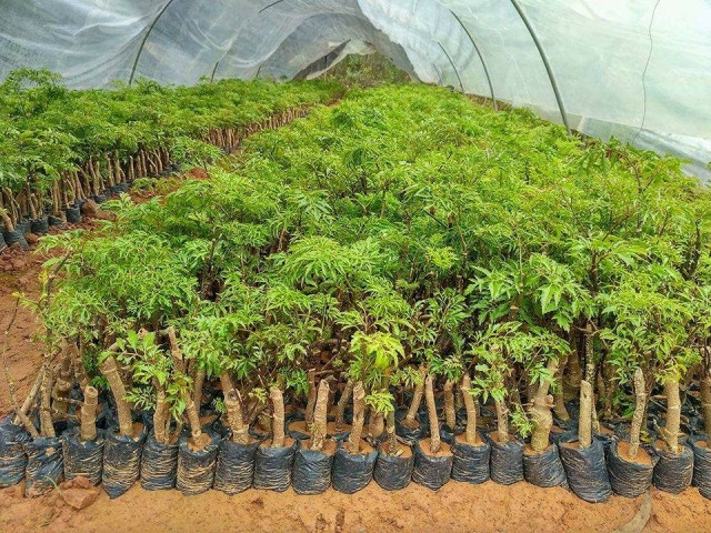 Bổ máu: Lá đinh lăng phòng chống bệnh thiếu máu rất tốt, những người thiếu máu, người mất máu do chấn thương, phụ nữ mất máu vào thời kì kinh nguyệt thường uống nước lá hoặc rễ đinh lăng để tăng tác dụng sản sinh ra lượng máu lớn, đáp ứng được nhu cầu của cơ thể. Ảnh: ihuongdan.