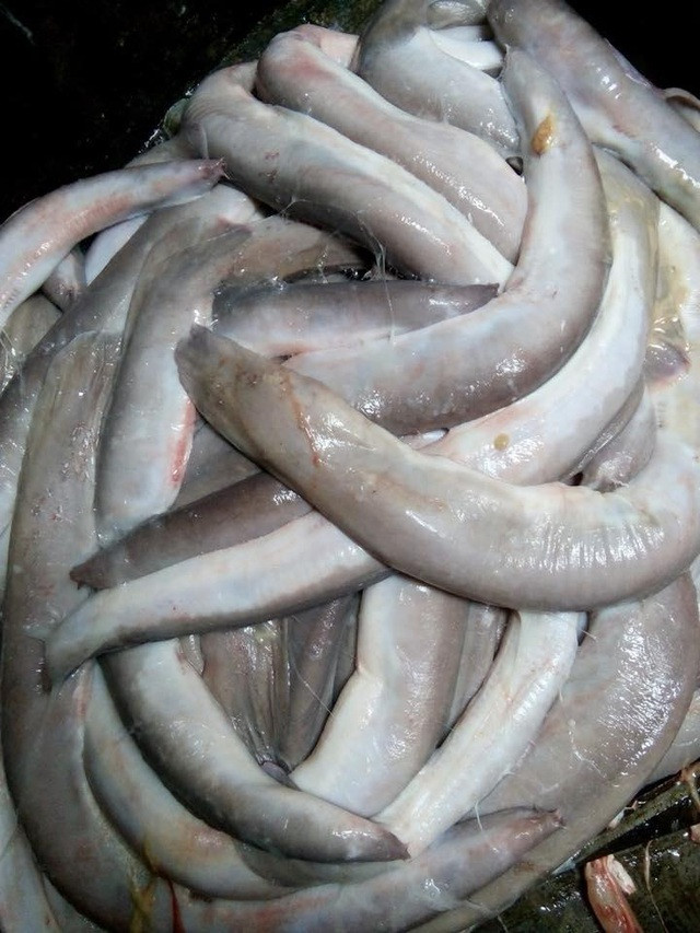 Có thể thấy, tuy rằng có vẻ ngoài đáng sợ nhưng giá trị dinh dưỡng của cá mút đá cao và rất có lợi cho sức khỏe, thực sự là món ăn bạn không nên bỏ qua.