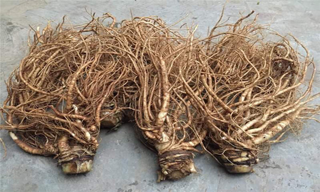 Nhờ đặc tính chống co thắt của đương quy giúp nạp lại máu sau kỳ kinh nguyệt, các chị em sẽ không bị cảm thấy yếu ớt hoặc mệt mỏi trong nhiều ngày sau đó.