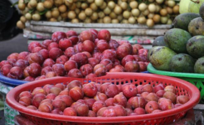 Loại mận này, từ nhiều năm nay được bán với giá 30.000-50.000 đồng/kg tùy loại và cũng được dân buôn gắn mác “đặc sản mận Sapa” hay “mận Lào Cai”.