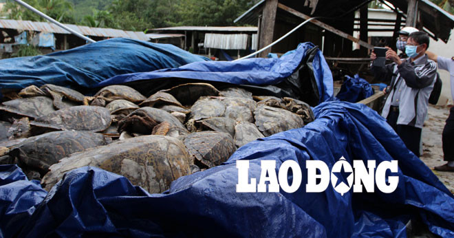 Hàng nghìn xác rùa biển trong trại lợn.
