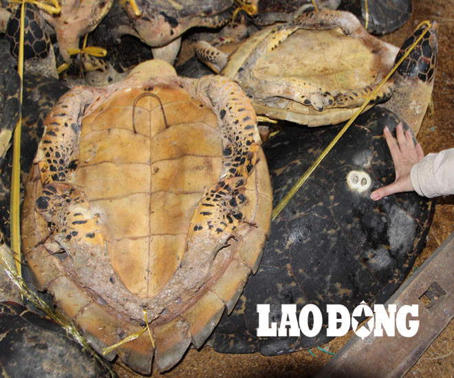 Những con rùa biển bị tàn sát tại đây đều có kích thước khổng lồ.