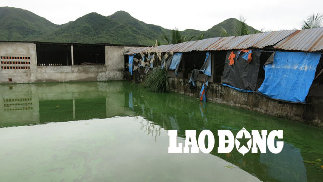 Khu trang trại lợn của gia đình bà Vũ Thị Hạnh, nơi mà các đối tượng cất giấu hàng nghìn cá thể rùa biển đang trong quá trình ngâm tẩm.
