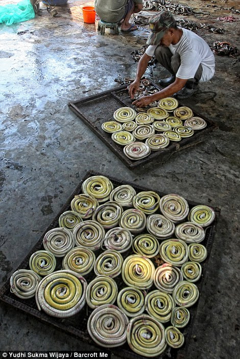 Các công nhân dùng lưng dao đập con rắn chết, sau đó một vòi nước nhét vào miệng để bơm rắn lên sưng như quả bóng rồi buộc lại để trong 10 phút. Tiếp theo, người ta cho dao vào rạch một vết mổ, và lột da rắn như kéo một chiếc găng tay cao su ra khỏi bàn tay.