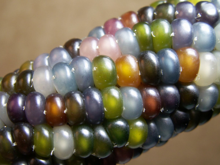 Ngoài dùng để ăn, các khách hàng mua ngô Glass Gem còn dùng làm quà tặng hoặc trang trí nhà cửa.