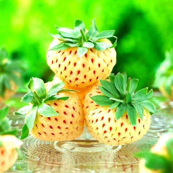 Dâu tây dứa (Pineberry): Cái tên kỳ lạ này chính là sự kết hợp giữa quả dâu - strawberry và quả dứa - pineapple. Quả “dâu dứa” có hình dạng y hệt như quả dâu với màu trắng nhưng mùi vị thì lại khác hẳn. Loại quả dâu tây trắng này bắt đầu xuất hiện từ giữa thế kỷ XVIII ở châu Âu trong quá trình lai giống các loại dâu dại ở Bắc và Nam Mỹ.