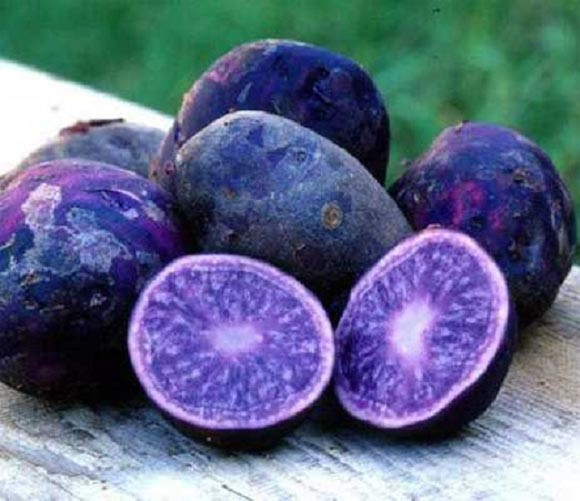 Khoai tây tím: Purple Majesty – giống khoai tây tím tự nhiên đầu tiên của nước Anh đang ngày càng được nhiều người biết đến với nhứng giá trị sử dụng cao. Loại khoai tây này có cả vỏ ngoài và ruột màu tím sáng. Khoai tây tím khi nấu chín vẫn giữ được màu sắc như ban đầu, đồng thời vẫn có vị thơm như các loại khoai tây trắng khác.
