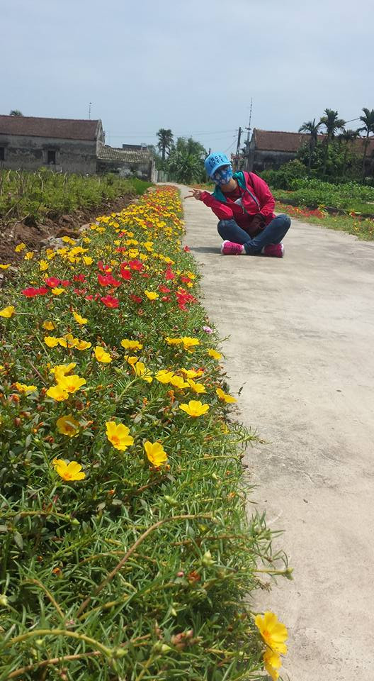 Phượt thủ ở khắp các tỉnh thành trên cả nước bắt đầu tìm đến những con đường hoa thơ mộng nơi đây để chiêm ngưỡng tận mắt vẻ đẹp của chúng. Ảnh: Choco Pie.
