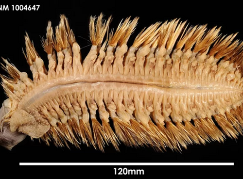 Eulagisca gigantea là một con sâu giun nhiều tơ thuộc gia đình Polynoidae có chiều dài trung bình khoảng 12cm. (Nguồn Sina)