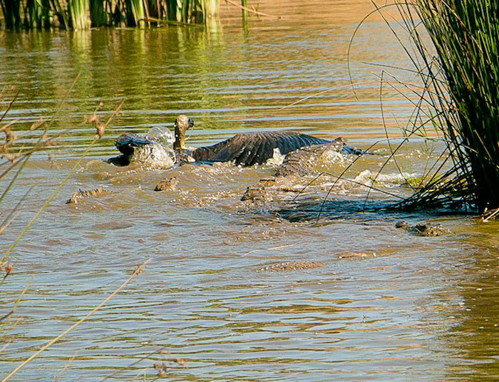 Trước đây, tại khu bảo tồn Victoria Falls Safari Lodge ở Zimbabwe, các du khách cũng đã vô cùng ngạc nhiên khi chứng kiến cảnh tượng cá sấu tấn công và ăn thịt kền kền. (Ảnh: Africa Geographic)