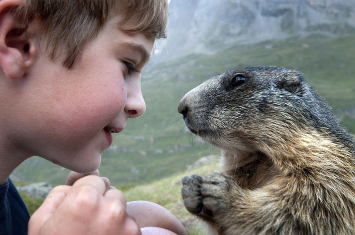 Không phải mọi con sóc Marmot đều cởi mở và sẵn sàng làm bạn với con người như những con sóc này, cũng không phải ai sóc Macmot cũng tỏ ra thân thiết. (Nguồn Youthwant)