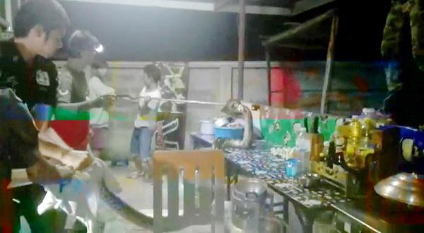Sau khi bị bắt, con trăn được các nhân viên cứu hộ đưa tới nơi hoang dã, xa khu dân cư và thả về thiên nhiên. (Nguồn Sina)