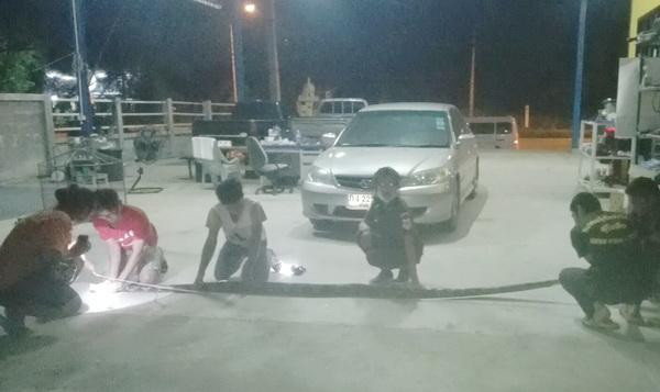 Theo đo đạc, con trăn khổng lồ dài tới 4m, nặng khoảng 40kg. Rất may là nó đã bị phát hiện và bắt giữ kịp thời khi chưa kịp gây ra bất cứ vụ tấn công nào. (Nguồn Sina)