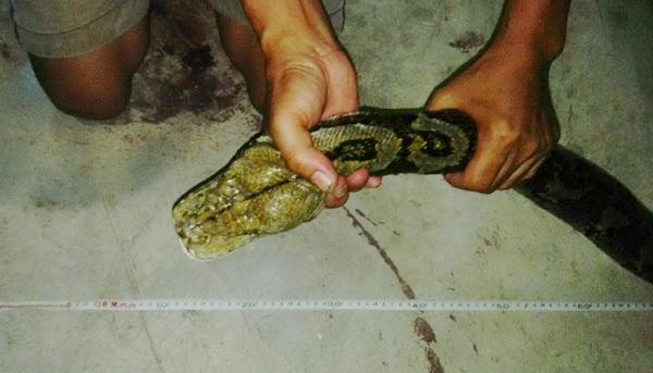 Dù có lôi kéo như thế nào, nó vẫn cuốn chặt lấy xà nhà không buông. Các nhân viên cứu hộ phải dùng hết sức, sử dụng cả các công cụ hỗ trợ khác nhưng con trăn rất dai sức, nó chống đối đến cùng. (Nguồn Sina)