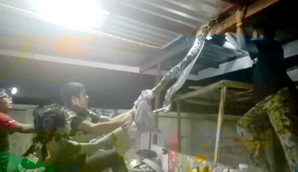 Ngay lập tức đội cứu hộ cử lực lượng dày dạn kinh nghiệm đến khống chế con trăn. Đáng ngạc nhiên là khi bị phát hiện, không giống như nhiều đồng loại khác nhanh chóng bỏ chạy, con trăn khổng lồ kỳ lạ này cực kỳ cứng đầu. (Nguồn Sina)
