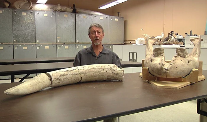 Theo tìm hiểu, Stegomastodon là một sinh vật cổ đại quý hiếm, có hình dạng giống như voi. Chúng là loài có vú ăn cỏ. (Nguồn Bored Panda)