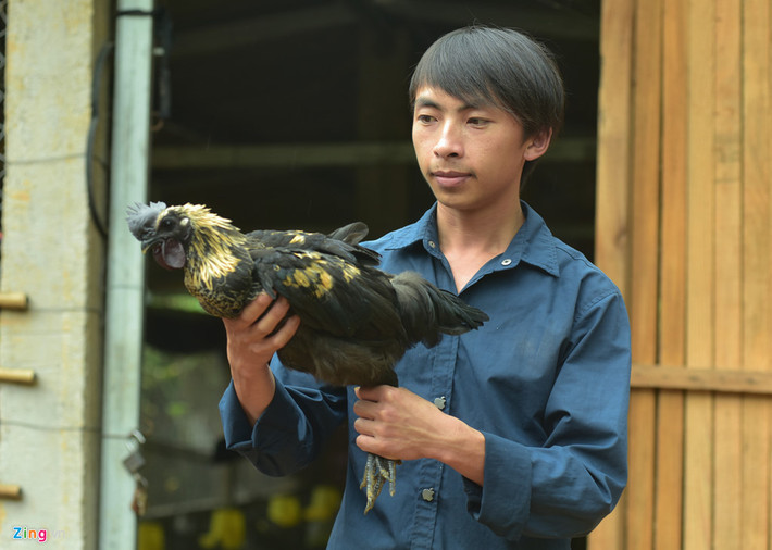 Có quy mô lớn nhất là trang trại của Vàng A Công. Sau khi tốt nghiệp Cao đẳng Thú y ở Thái Nguyên, Công trở về quê đầu tư hơn 100 triệu đồng mở trang trại nuôi 1.000 con gà đen. Do có kiến thức về thú y nên trang trại nuôi gà của Công khá ổn định, 4 tháng xuất chuồng một lứa. Với giá 150.000 đồng/kg, Công thu lãi khoảng 30-40 triệu đồng/lứa.