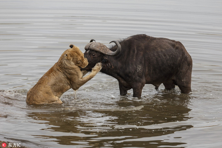 Mới qua, tại Sabi Sabi Game Reserve, Nam Phi, du khách và những người hướng dẫn có dịp được chứng kiến tận mắt sự khốc liệt của thiên nhiên hoang dã, khi đàn sư tử săn giết và xé xác trâu rừng một cách nhanh chóng. (Nguồn Sina)