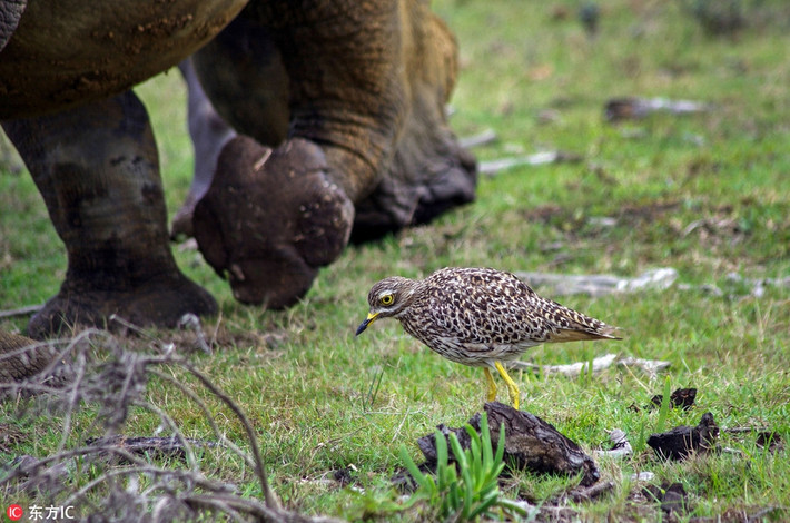 Theo quan sát của nhiếp ảnh gia, con chim thick-knee nhìn thấy mẹ con tê giác khổng lồ bước tới gần khu vực tổ của mình và nó có hai lựa chọn. Một là bay lên trời thoát thân, hai là ở lại, chiến đấu để bảo vệ tổ, bảo vệ chim non đang vô cùng sợ hãi ở trong tổ. (Nguồn Sina)
