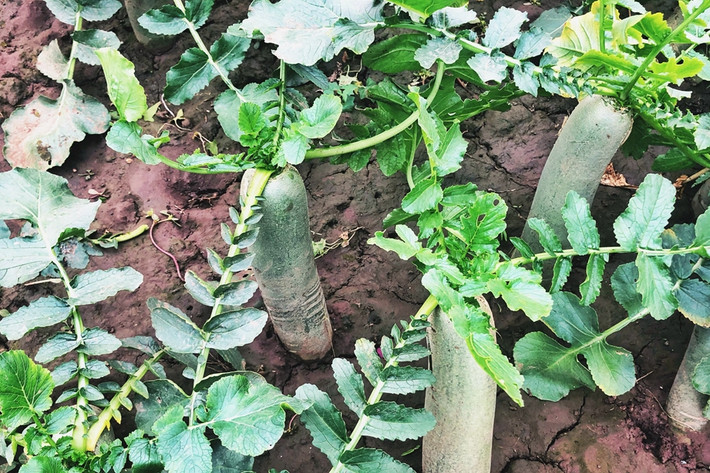 Đầu tiên, giống như các loại rau xanh khác, lá củ cải chứa rất nhiều chất xơ. Điều này rất có lợi cho hệ tiêu hoá, cụ thể thúc đẩy dạ dày và đường ruột nhu động, rút ngắn thời gian phân đọng lại trong ruột, chống táo bón, giảm nhân tố gây ung thư, từ đó phát huy tác dụng giải độc chống ung thư.