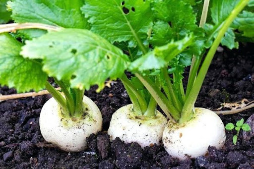 Nước ép lá củ cải cũng được xem là một loại thuốc lợi tiểu tự nhiên, có khả năng hòa tan sỏi trong đường tiết niệu. Có thể thấy, với rất nhiều dinh dưỡng và tác dụng, bạn nên bổ sung ngay lá củ cải vào thực đơn rau của mình nhé.