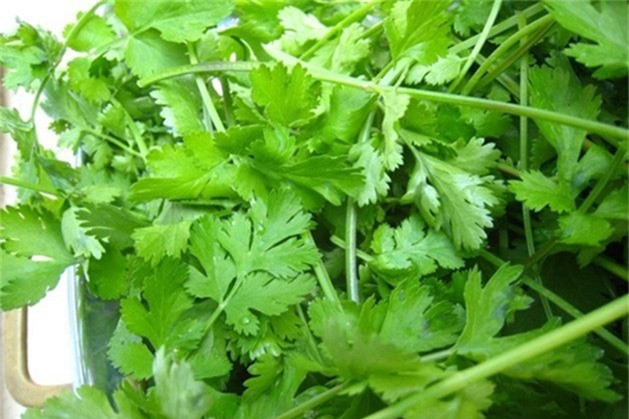Vitamin A, C có trong rau mùi có tác dụng hỗ trợ và thúc đẩy hệ thống miễn dịch khỏe mạnh. Đây cũng là loại rau chứa nhiều chất diệp lục chống lại các bệnh nhiễm trùng do vi khuẩn và nấm gây ra.
