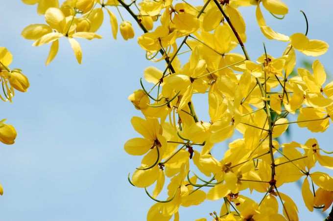 Người dân Thái Lan coi màu vàng của loài hoa muồng hoàng yến (ratchaphruek) như là màu sắc của Phật giáo và sự vinh quang. Hoa ratchaphruek cũng tượng trưng cho sự đoàn kết và hòa hợp của người Thái.
