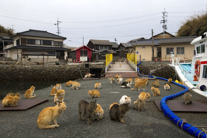 Để tới đảo mèo Aoshima, du khách phải đi thuyền từ cảng Nagahama, tỉnh Ehime. Ga tàu gần cảng Nagahama nhất là ga JR Iyonagahama.