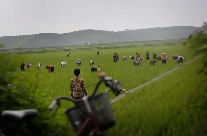 Các nông dân làm việc trên một cánh đồng lúa ở tỉnh Kangwon, miền đông Triều Tiên. Ảnh: AP.