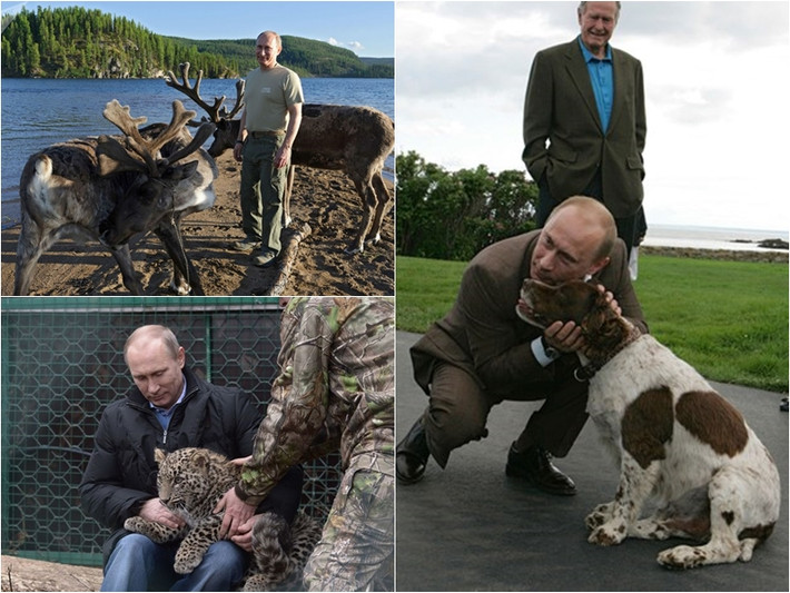 Ngoài ra, ông Putin cũng thể hiện tình yêu với nhiều loài động vật hoang dã khác nhau. Ảnh: Reuters, IT, AP, IT.