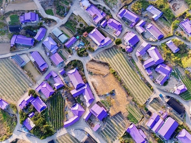 Người dân địa phương cũng trồng thêm các loại hoa màu tím khác như oải hương, cúc tây tím để góp phần đưa thị trấn quê nhà thành địa điểm thu hút du khách. Ảnh: IT.