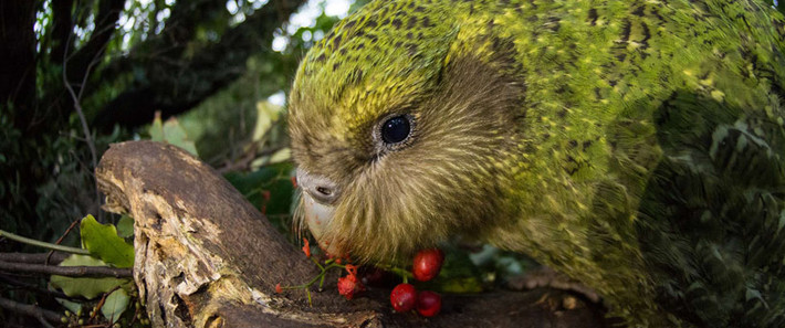 Điều này khiến số lượng cá thể vẹt Kakapo trên thế giới khá ít. Thời gian qua, giới chức trách và các chuyên gia đã và đang nỗ lực bảo tồn loài vẹt quý hiếm này. Ảnh: Jake Osborne | Creative Commons.