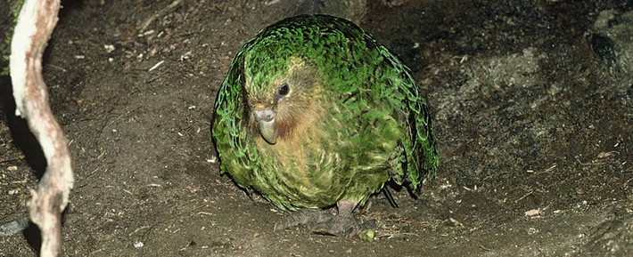 Kakapo cũng là loài vẹt duy nhất trên Trái đất sinh hoạt theo chế độ đa thê. Tuy nhiên, con cái không thích giao phối nên tần suất giao phối với con đực rất thưa, có khi lên đến 2 năm 1 lần. Ảnh: Don Merton | DOC.