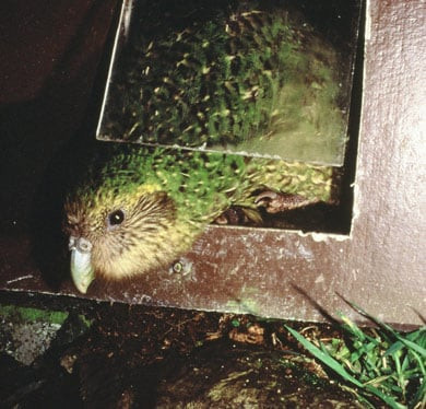 Khi tìm hiểu về loài vẹt Kakapo, nhiều người không khỏi bất ngờ về việc chúng hoàn toàn "ăn chay". Thức ăn của chúng gồm: hạt hạnh nhân và các loại quả cây Muselin, Rimu, Matai, Totara... Đó những loại cây thường nở hoa vào mùa Xuân và mùa Hè trong năm. Ảnh: Gideon Climo | DOC.