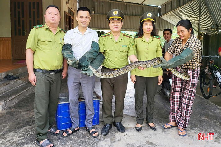 Sau khi biết đây là động vật nguy cấp, quý, hiếm nên bà Thủy đã trình báo cho Hạt Kiểm lâm huyện Thạch Hà để bàn giao cho cơ quan chức năng chăm sóc rồi tái thả về môi trường tự nhiên. Ảnh: Báo Hà Tĩnh.