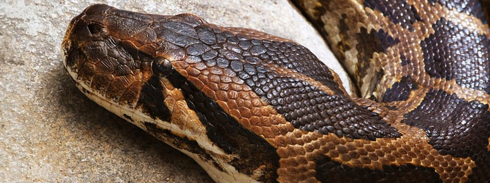 Trăn đất thích ăn các loài gặm nhấm, hươu nai, chim, ếch nhái và bò sát. Ảnh: India.mongabay.com.