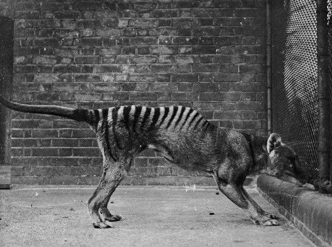 Loài Sminthopsis crassicaudata có thể tạo ra nhiều trứng cùng lúc và các chuyên gia sẽ tiêm bộ gene hổ Tasmania vào khi bộ gene hoàn thiện. Họ cũng sẽ cho Sminthopsis crassicaudata mang thai hộ để phát triển phôi thai hổ Tasmania. Ảnh: TOPICAL PRESS AGENCY/STRINGER/GETTY IMAGES.