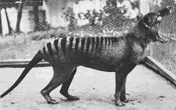 Đây là bức ảnh cuối cùng chụp hổ Tasmania hay chó sói Tasmania năm 1933. Đây là loài thú ăn thịt có túi lớn nhất thời hiện đại. Nó bị tuyệt chủng cách đây hơn 80 năm trước bởi nạn săn bắn quá mức của con người.