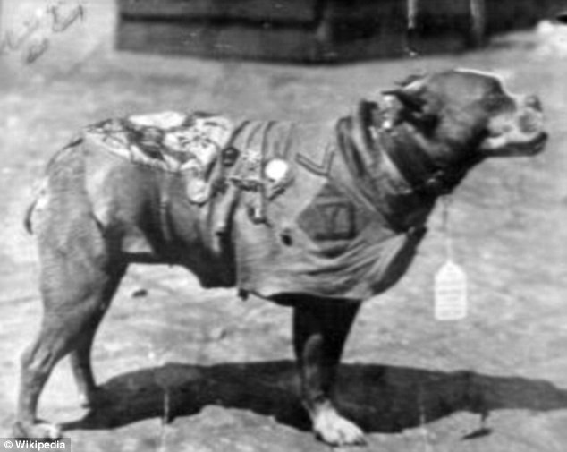 Chó Stubby báo động quân đoàn khi đánh hơi được khí serin nguy hiểm. Nhờ vậy, lính Mỹ tránh được thương vong lớn.