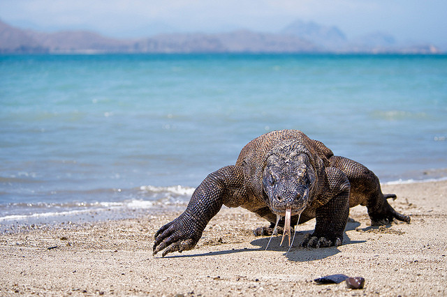 Vườn quốc gia Komodo, nằm tại khu vực thuộc quần đảo Nusa Tenggara của Indonesia, được UNESCO công nhận là di sản thế giới năm 1991. Đây là nơi duy nhất còn tồn tại loài thằn lằn khổng lồ: rồng Komodo.