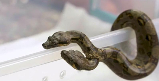 Chương trình của kênh Địa lý quốc gia (National Geographic) từng giới thiệu đến công chúng phát hiện rắn 2 đầu, 2 tim cực kỳ hiếm gặp.
