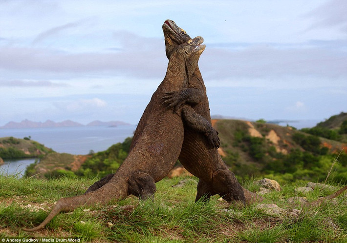 Rồng Komodo, loài thằn lằn ăn thịt dài đến 3m khiến nhiều người không khỏi khiếp sợ tuy rằng không tương xứng lắm với khủng long bạo chúa cao đến 4m, dài 12m nhưng trận chiến giữa chúng cũng kịch liệt và gợi liên tưởng đến những cuộc chiến sử thi của loài khủng long trong bộ phim bom tấn "Thế giới khủng long" đang cực kỳ ăn khách.
