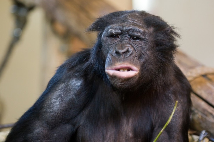 2. Khỉ Bonobo. Năm 2012, các nhà khoa học đưa ra những điểm khác biệt dễ nhầm lẫn giữa loài khỉ Bonobo, loài khỉ thông minh nhất trên thế giới với tinh tinh, và thực tế cho thấy DNA của hai loài này giống nhau đến 99,6%. Điều đó có nghĩa rằng khỉ Bonono cũng có rất nhiều điểm chung với con người về mặt di truyền học, đặc biệt cách cầm nắm đồ vật, biểu đạt cảm xúc tương tự như con người.