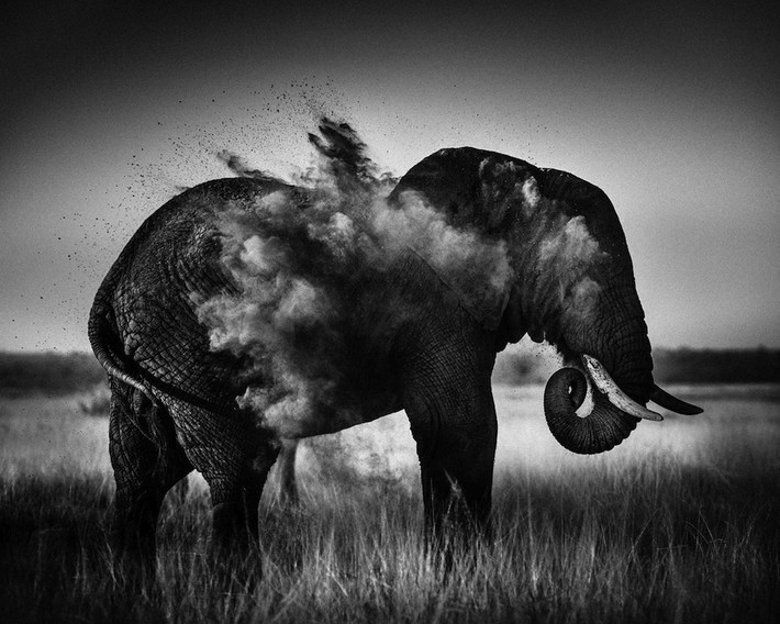 Khi voi rũ bụi, ảnh chụp tại Kenya, 2013.